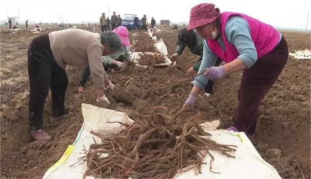 禹州市範坡鎮：中藥材種植成為農民增收“緻富經”